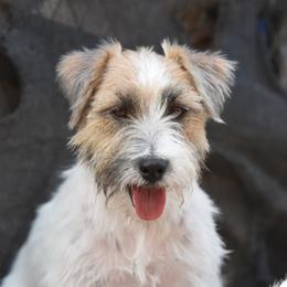 Twist - Russell Terrier