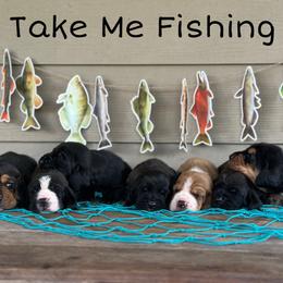 Basset Hound puppies from Sunflower Bassets
