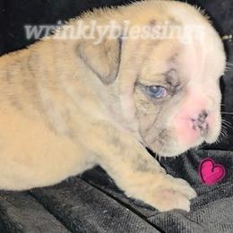 Holly - Red brindle and white female Bulldog puppy in Granville, Iowa from Wrinkly Blessings English Bulldogs