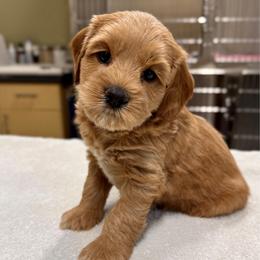 Honey - Golden female Cockapoo puppy in Roseville, California from Darby Park Doodles