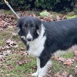 Emmy Lou - Old Time Scotch Collie