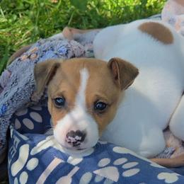 Red Sable Piebald Male - Red white and sable male Rat Terrier puppy in Webb City, Missouri from Rocking 4C