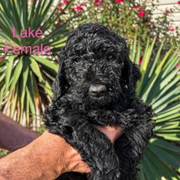 Lake - Black female Poodle puppy in Woodleaf, North Carolina from Circle T Ranch K9s