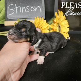 Stinson - Black brown and white male Basset Hound puppy in Pleasant Lake, Michigan from Pleasant Bay Basset Hounds