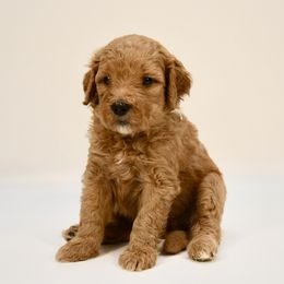 Indianapolis (Indy) - Red  female Goldendoodle puppy in Dayton, Ohio from Perks Court Doodles
