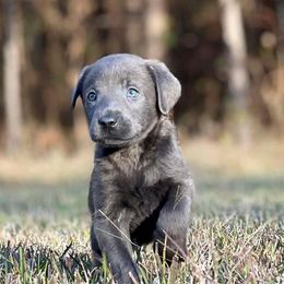 Labrador Retrievers from Southern Cypress Retrievers