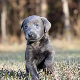 Labrador Retrievers from Southern Cypress Retrievers
