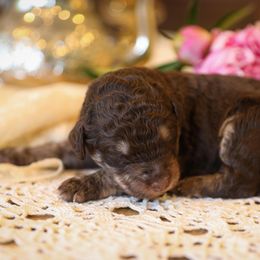 Poodle Puppies from Setting the Standard Poodles