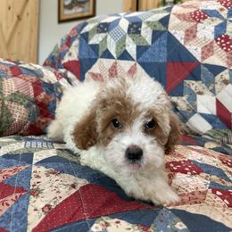 Cherry - Red and white female Cockapoo puppy in Winnsboro, Texas from Happy Hollow Ranch