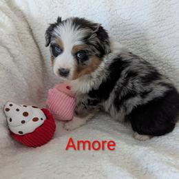 Amore - Blue merle female Australian Shepherd puppy in Parker, Colorado from Legacy Ranch Australian Shepherds