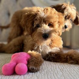 Moses - Goldendoodle