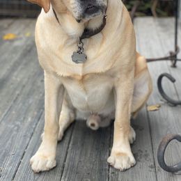 Labrador Retrievers from Huckleberries
