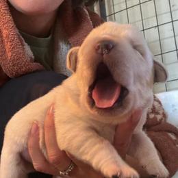 Girl 2 - Yellow female Labrador Retriever puppy in Isanti, Minnesota from Four Corners Family Labs