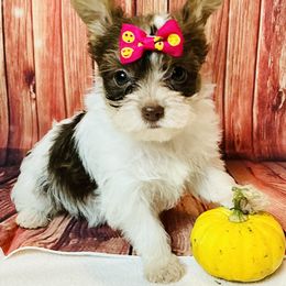 Nala - Parti female Yorkshire Terrier puppy in Mankato, Minnesota from Niko Terriers