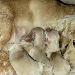Dachshunds from Madsen's Traveling Hounds