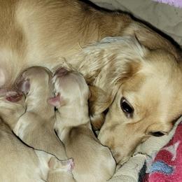 Dachshunds from Madsen's Traveling Hounds