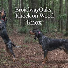 Knox - Bluetick Coonhound