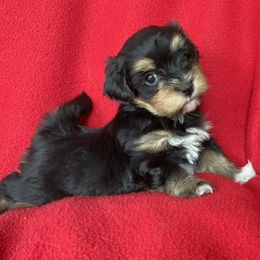 Bichon Frises, Havanese, and Lhasa Apsos from Our Lovely Pups