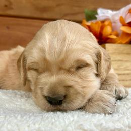 Molly - Golden female Golden Retriever puppy in Doniphan, Missouri from Stockford’s Golden Retrievers