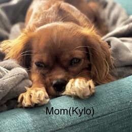 Kylo - Cavalier King Charles Spaniel