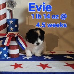 Evie - White female Maltese puppy in Terrell, Texas from PBJ Farms