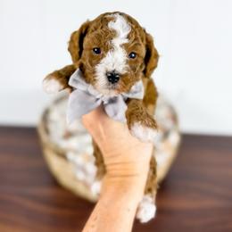 Huckleberry - gray collar boy - Red male Cavapoo puppy in Melbourne, Florida from Space Coast Doodle Co.