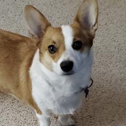 Pembroke Welsh Corgis from Crystal's Pembroke Welsh Corgis