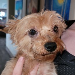 Louie - Yorkshire Terrier
