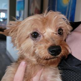 Louie - Yorkshire Terrier