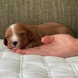 Kona - Brown male Cavapoo puppy in Gap, Pennsylvania from Coles Cavapoo’s