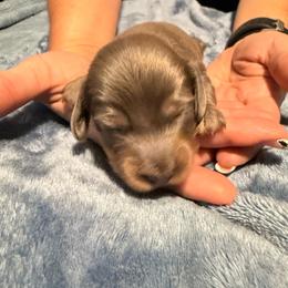 Blue - Blue and cream male Dachshund puppy in Glendale, Arizona from Collier Dachshunds