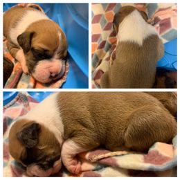 Boxer and Poodle Puppies from Porter’s Puppies