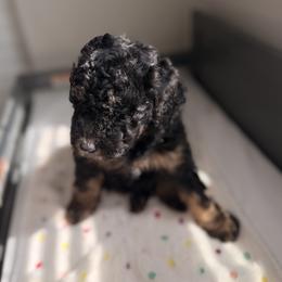 Cavapoo and Goldendoodle Puppies from Dori