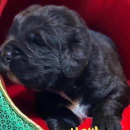 Boy 5 - ACK Registered Neon Green - Black male Newfoundland puppy in Marshall, Missouri from Majestic Gentle Giants