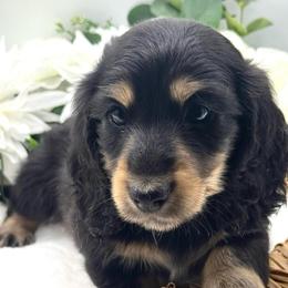 Ivan - Black and cream male Dachshund puppy in Exeter, California from Sawtooth Miniature Dachshunds