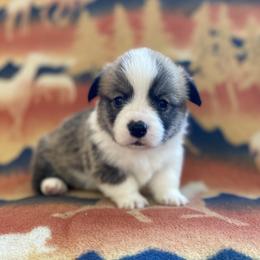 Lariat - Red male Pembroke Welsh Corgi puppy in Woodland, Washington from MB Acres Corgis