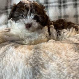Lizzie - White female Havanese puppy in Starr, South Carolina from Home with Havanese