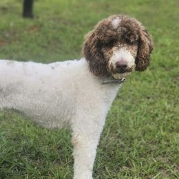 Goldendoodles from Northeast Iowa Doodles