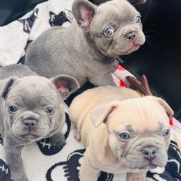 French Bulldog puppies from 47 North Frenchies, LLC