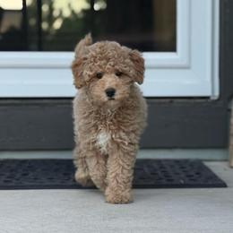 Buttercup - Apricot female Goldendoodle puppy in Monument, Colorado from Colorado Dreamin Doodles