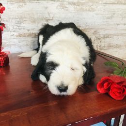 Pyredoodle and Sheepadoodle Puppies from Davis Family Doodles