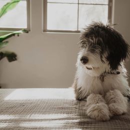 Assorted Doodle Crosses and Newfypoo All Grown Up from Arizona Doodle Trails