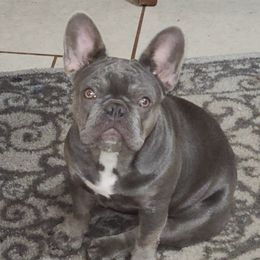 French Bulldogs from Stephanie Dunagan
