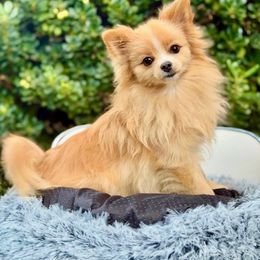 Princess - Pomeranian