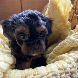 Boy 2 - Black brindle male Havapoo puppy in Centerville, Idaho from HopplevalleyPTA...(Puppies To Adore)