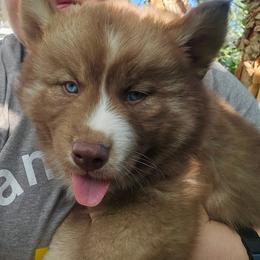 Apollo Artemis - Red and white male Siberian Husky puppy in Louisville, Kentucky from Wild Hunt Huskies