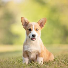 Blue Collar - Paddington - Sable male Pembroke Welsh Corgi puppy in Waverly Hall, Georgia from 6g Ranch Corgis