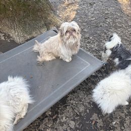 Thunder - Shih Tzu