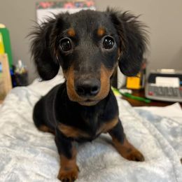 Dachshund All Grown Up from Mini Doxies Love