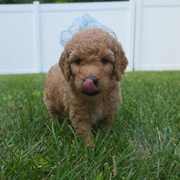 Poppy (Guardian home in the Piedmont Triad area of NC) - Red  female Goldendoodle puppy in Summerfield, North Carolina from Lila's Teddybear Goldendoodles